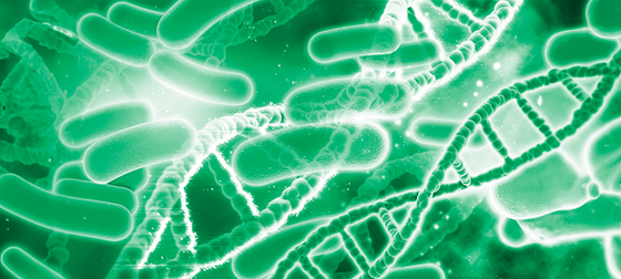 Parabióticos e Probióticos: Emagrecimento, Imunidade e Alívio para o Intestino Irritável