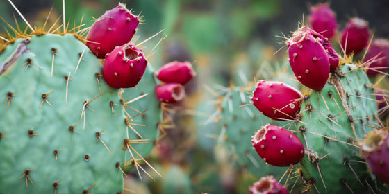 Opuntia Ficus Indica em cápsulas: o poder da natureza para o bem-estar